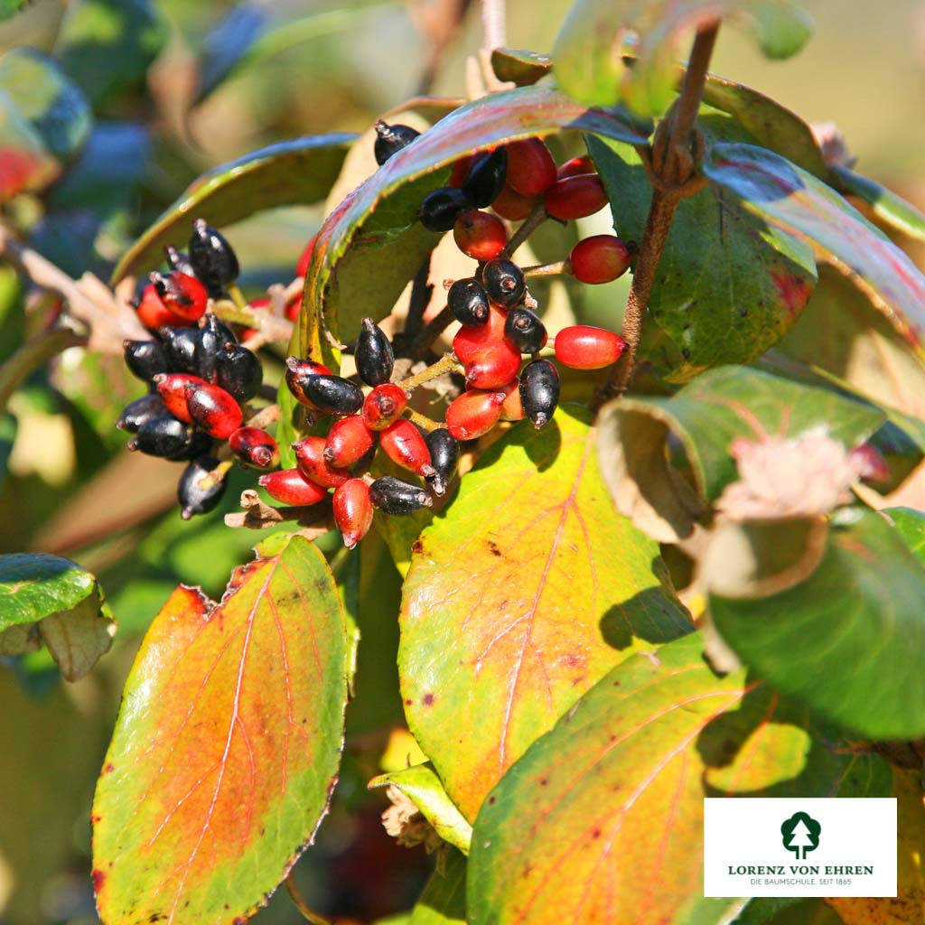 Viburnum burkwoodii Unikat