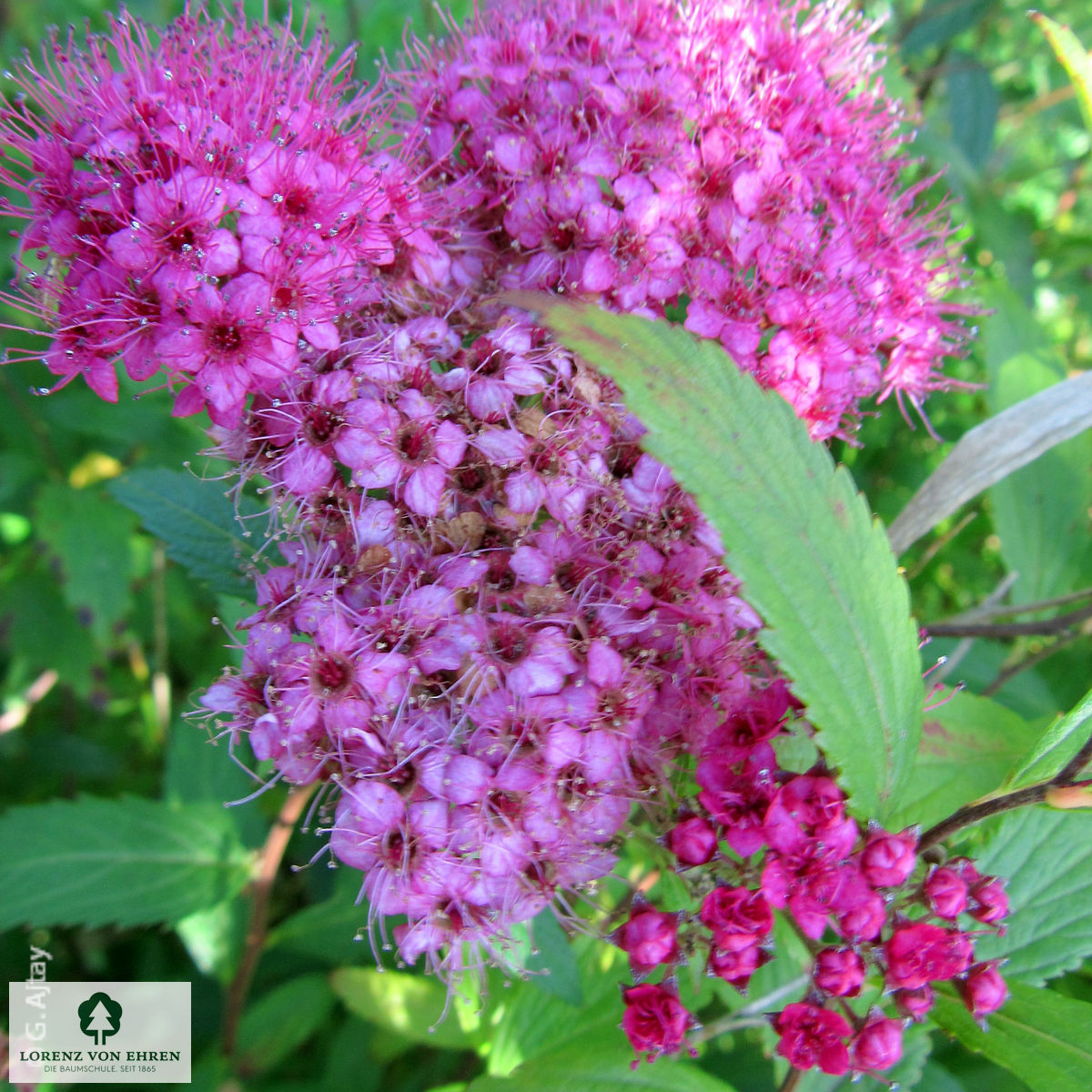 Spiraea japonica 'Anthony Waterer'