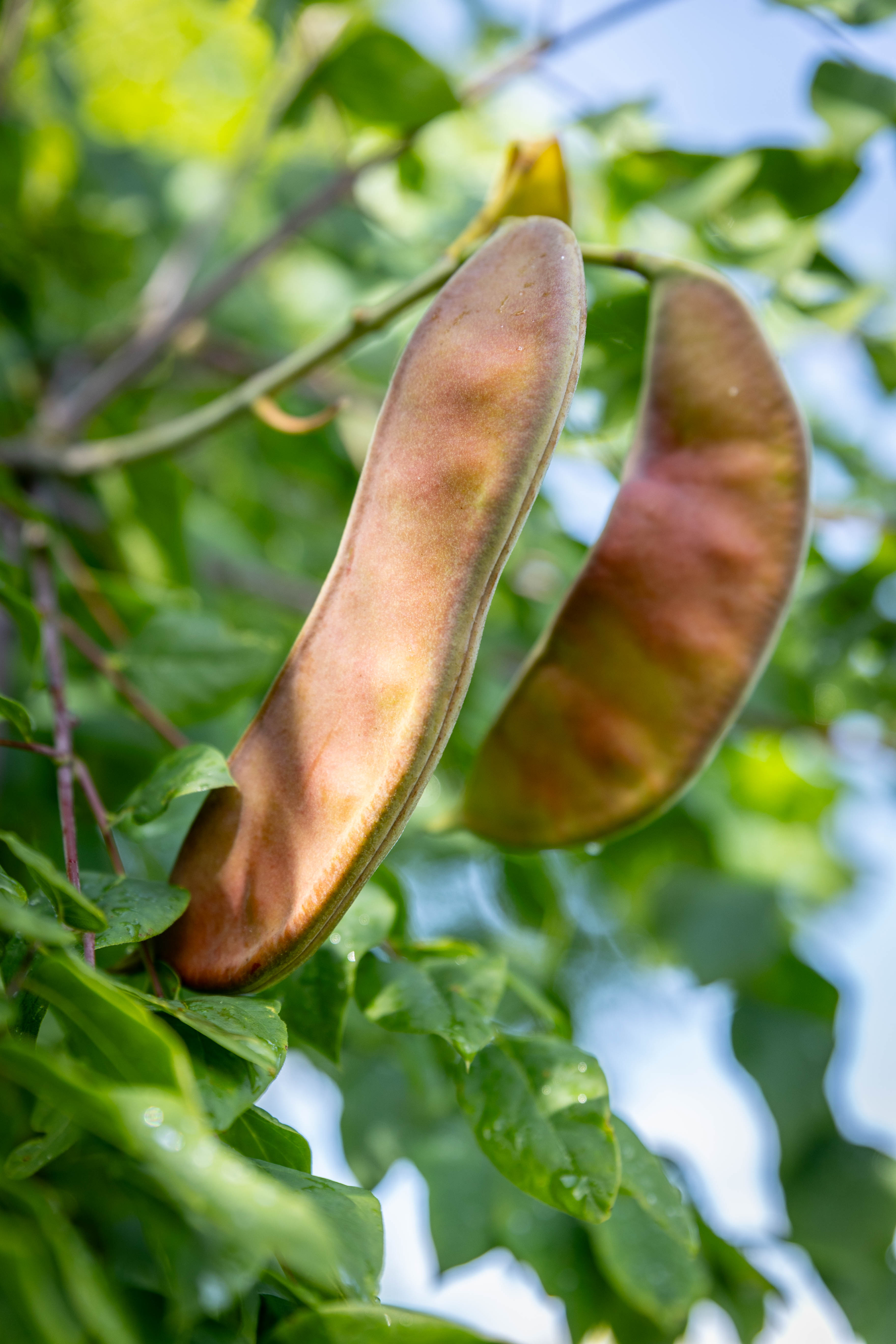  Zwei große, längliche, braun-rötliche Fruchthülsen hängen an einem Zweig.
