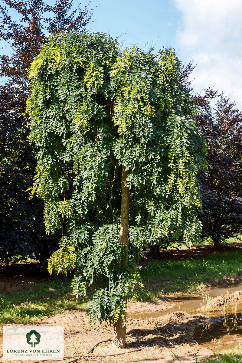 Sophora japonica 'Pendula'