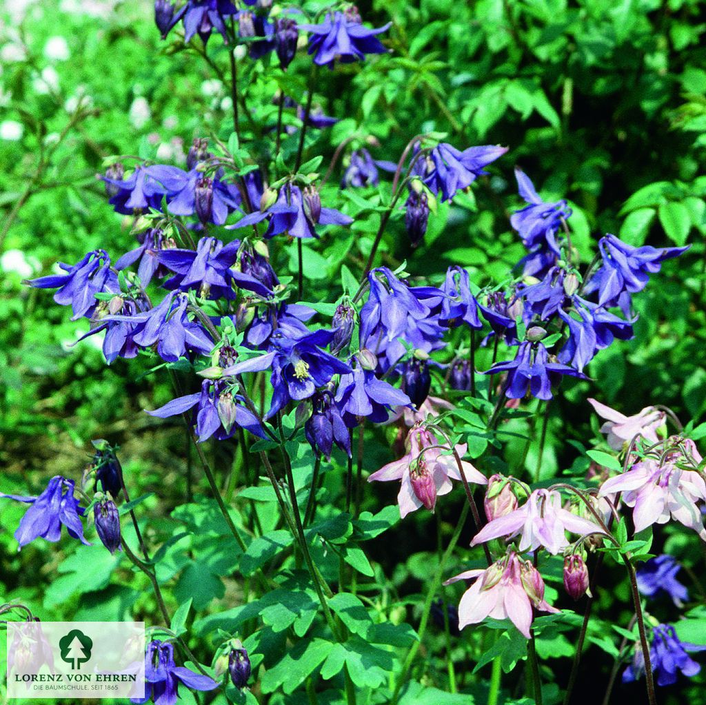 Aquilegia alpina