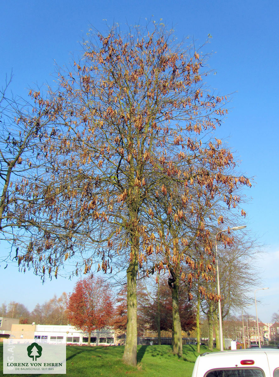 Gleditsia triacanthos