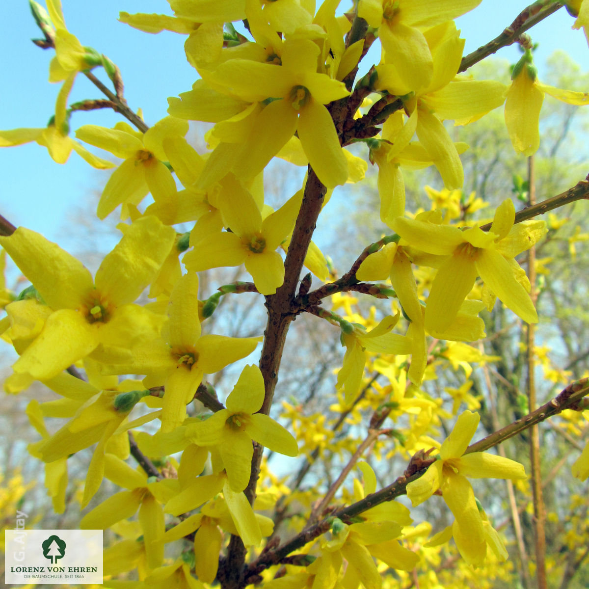 Forsythia 'Lynwood'