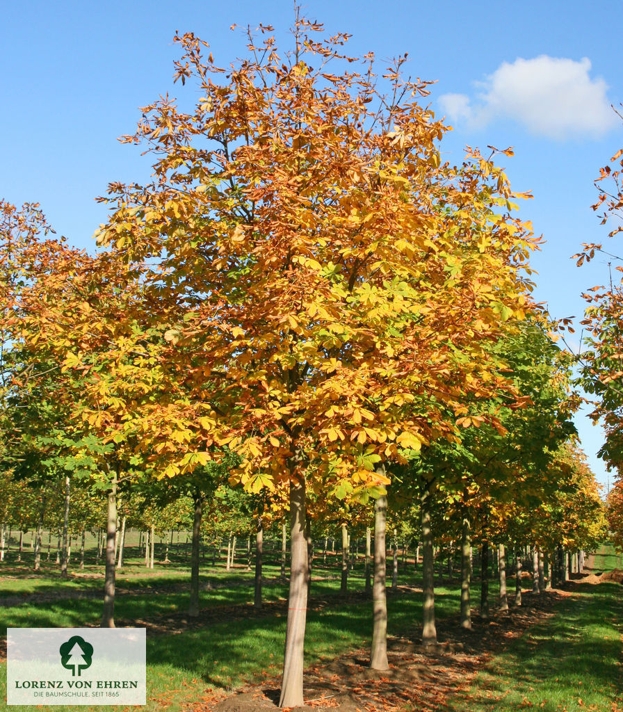 Aesculus hippocastanum