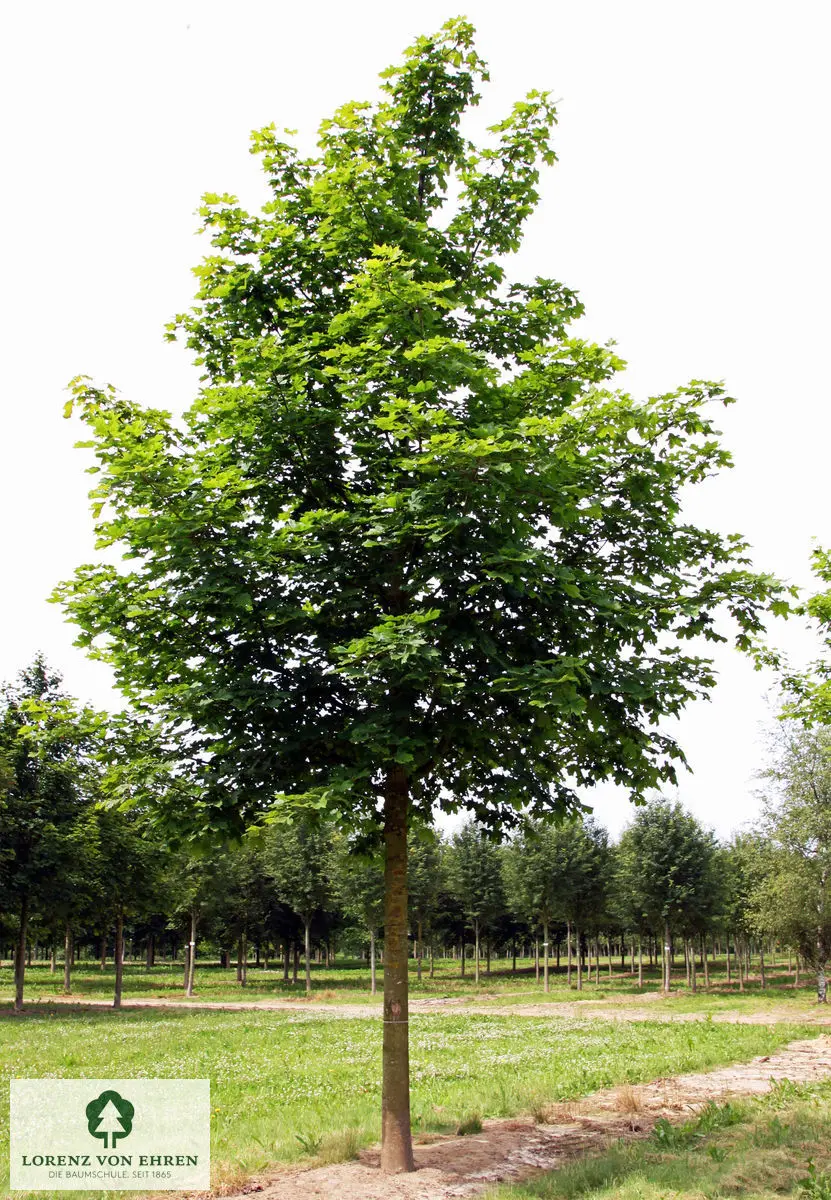 Sommer grüne Krone Acer platanoides Spitz-Ahorn