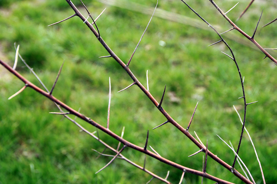 Elaeagnus angustifolia Unikat