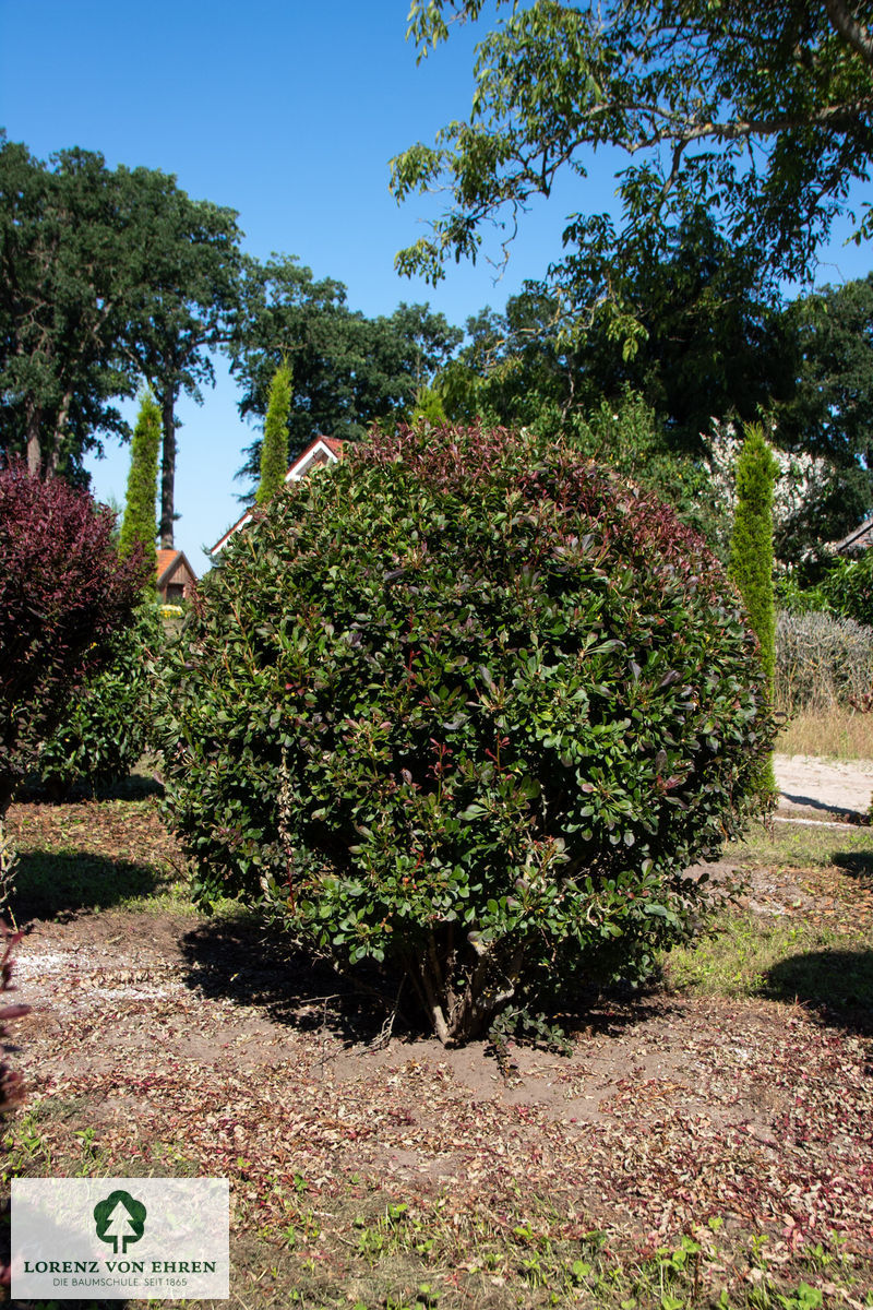 Berberis thunbergii 'Atropurpurea'