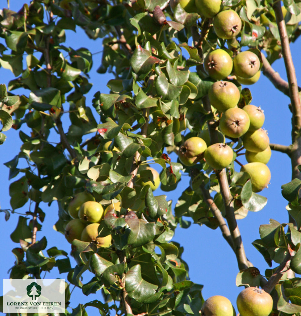 Pyrus communis 'Beech Hill'