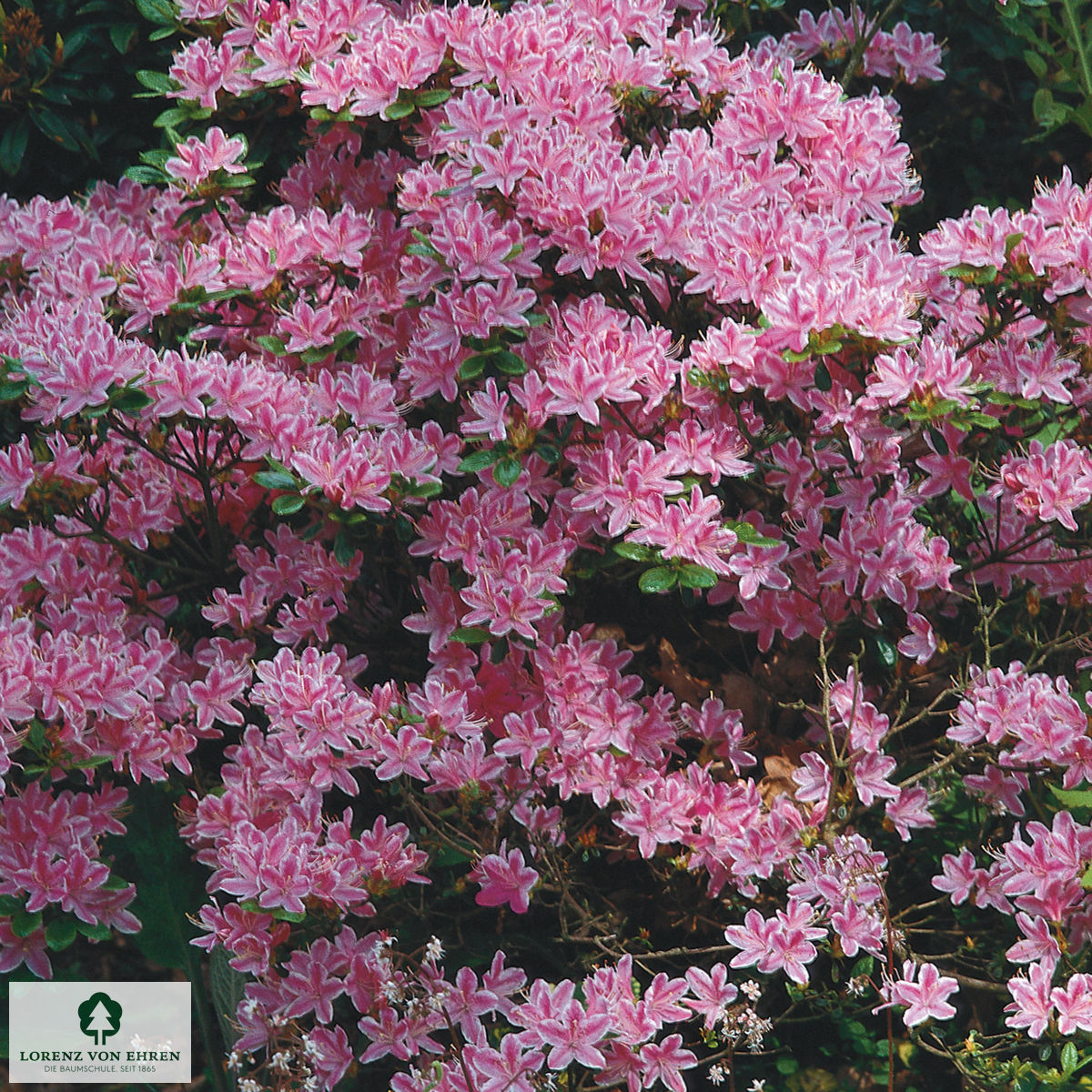 Rhododendron Japanische Azalee 'Kermesina Rose'
