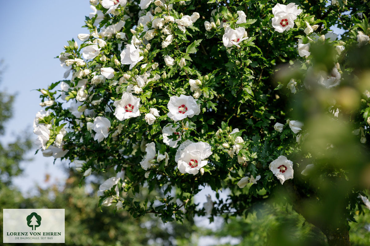 Hibiscus syriacus 'Red Heart'