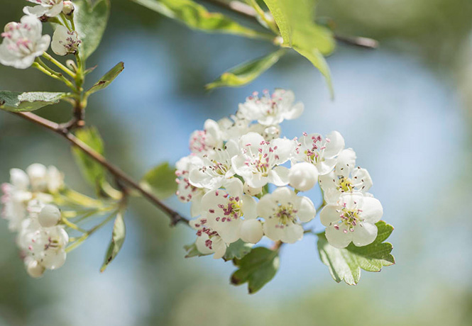 Weiße Blüte des Weißdorns
