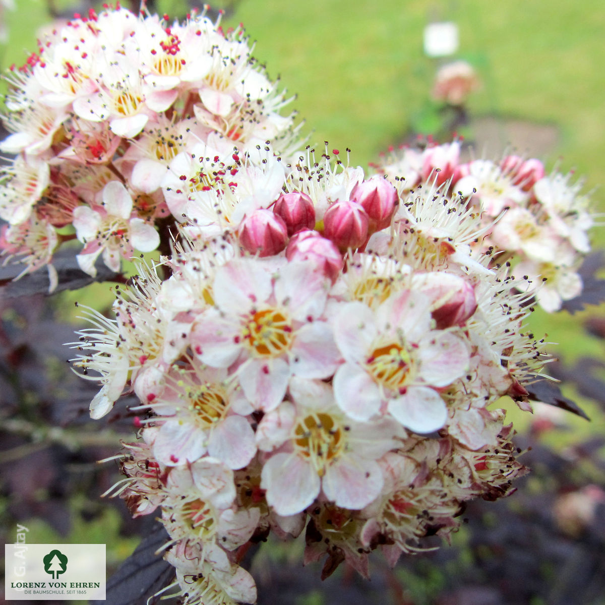 Physocarpus opulifolius 'Diabolo'