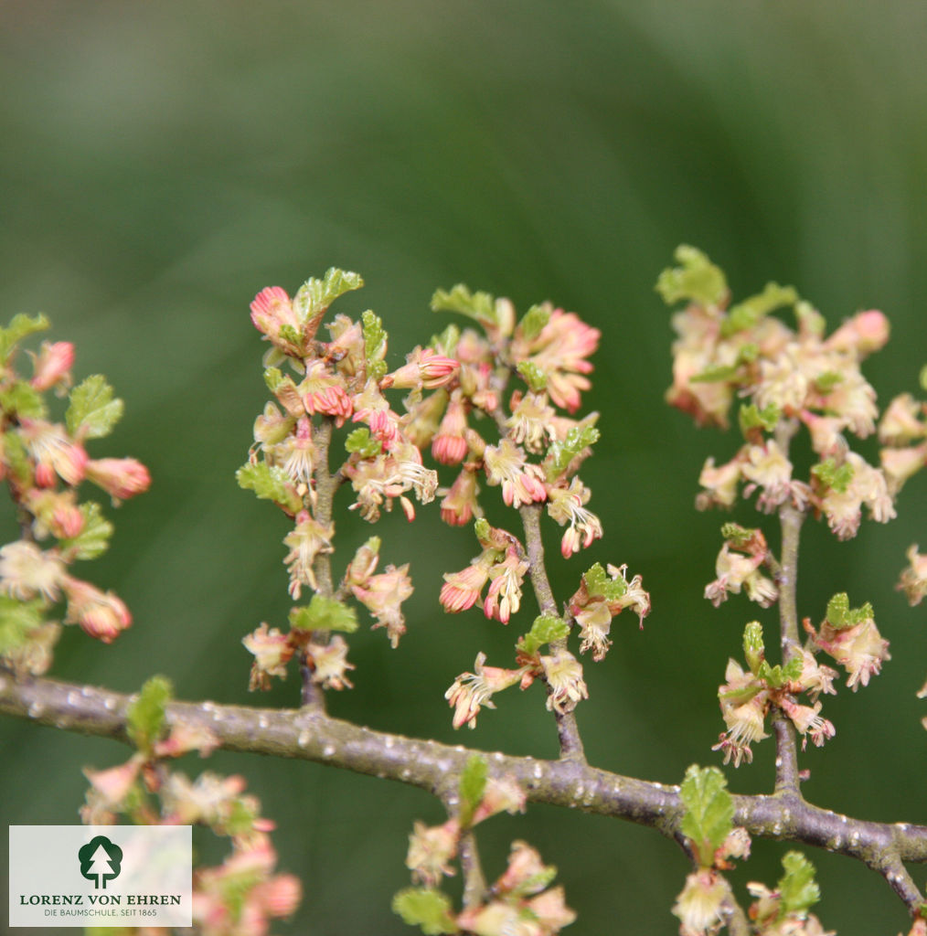 Nothofagus antarctica