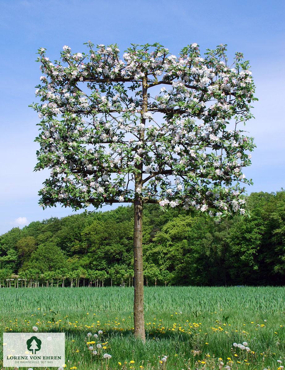 Malus domestica 'Holsteiner Cox'