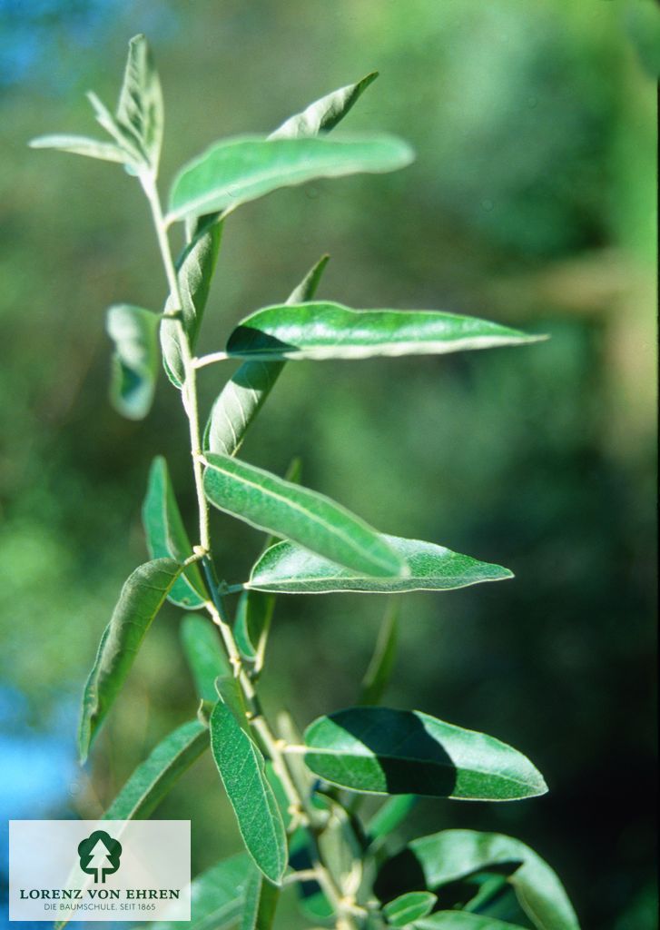 Elaeagnus angustifolia