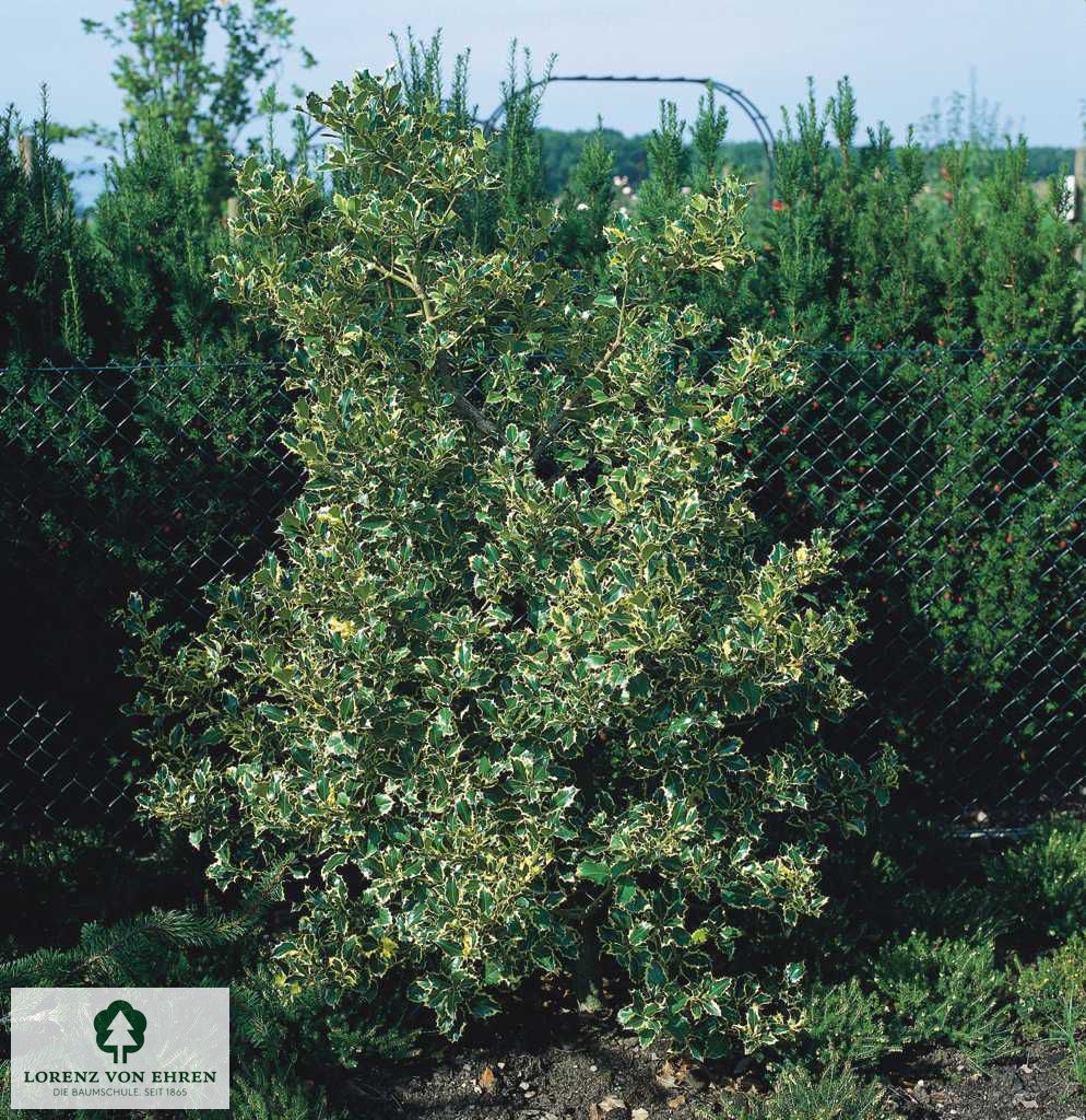 Ilex aquifolium 'Argentea Marginata'