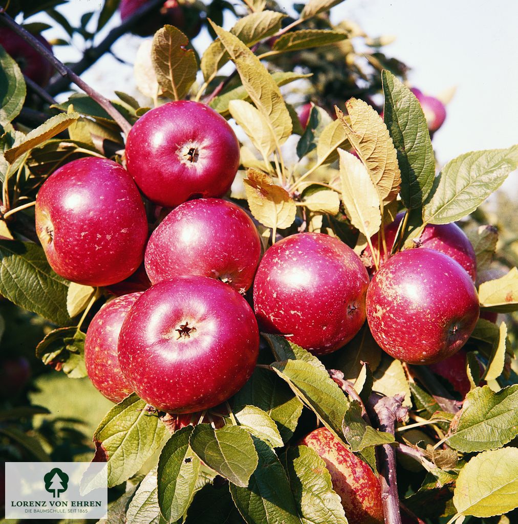 Malus domestica 'Ingrid Marie'