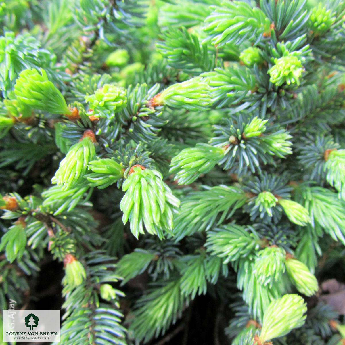 Picea glauca 'Echiniformis'