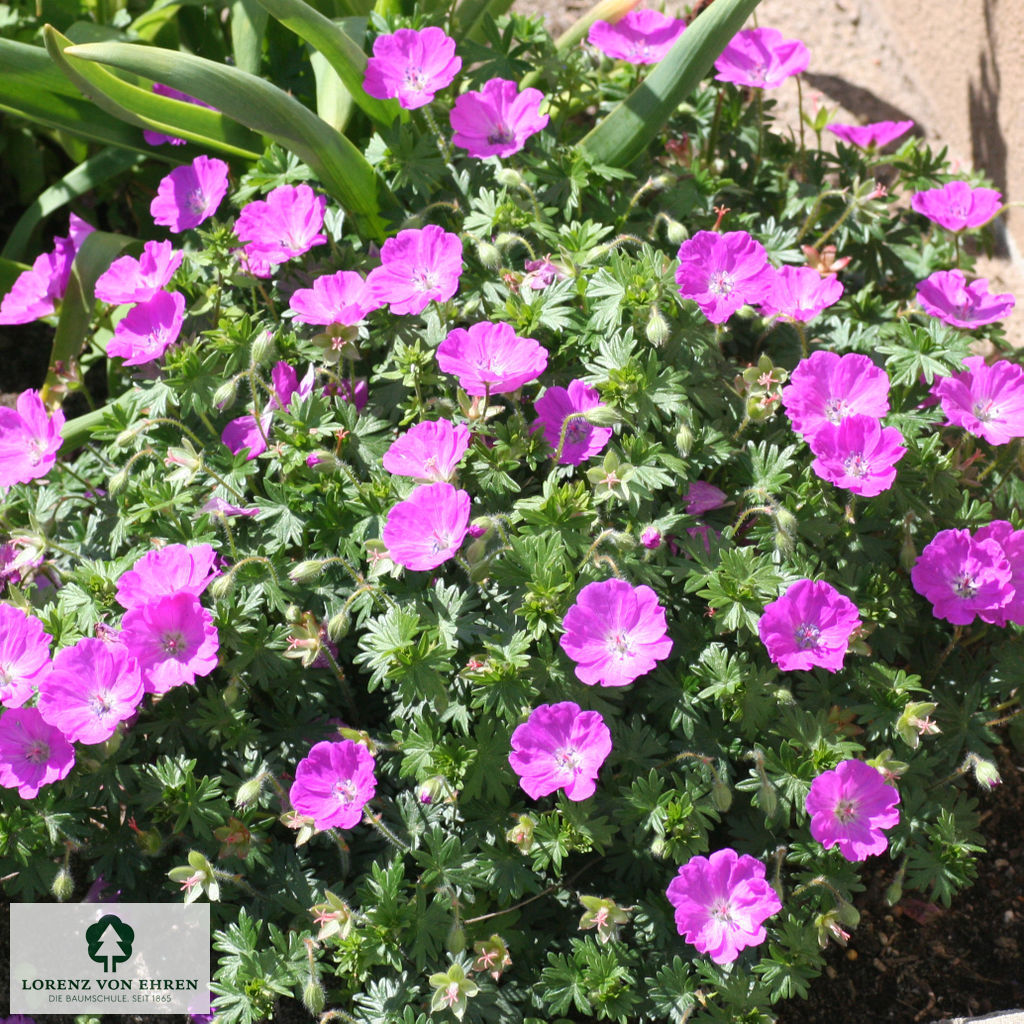 Geranium sanguineum 'Max Frei'