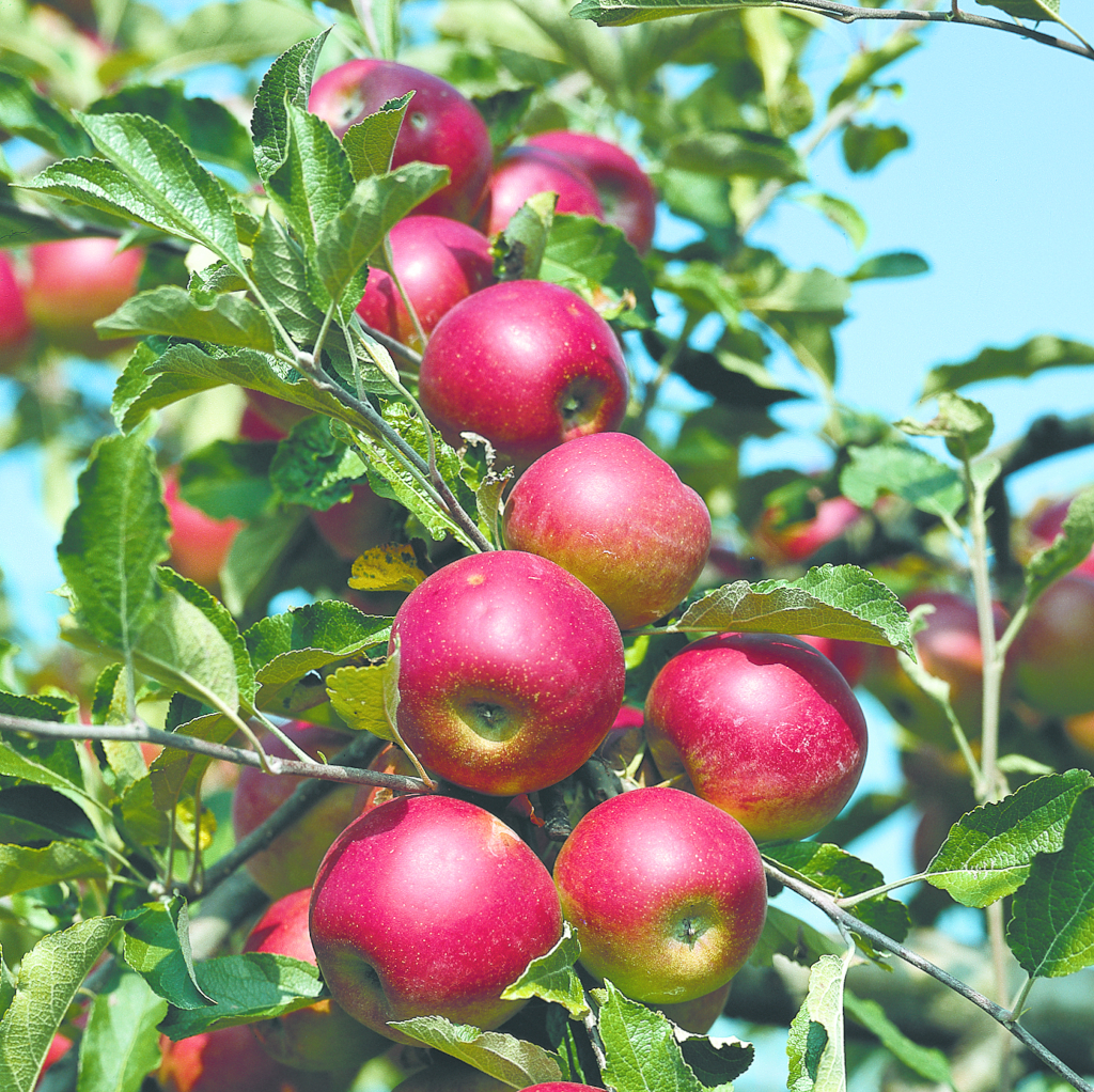 Malus domestica Jonathan Die Frucht des Apfels Malus domestica Jonathan