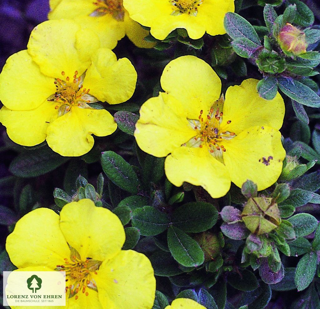Potentilla fruticosa 'Goldstar'