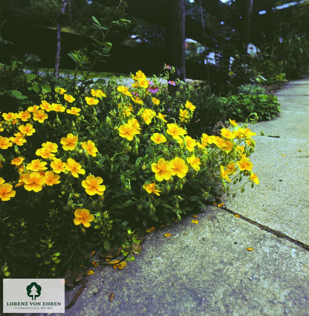 Helianthemum 'Sterntaler'