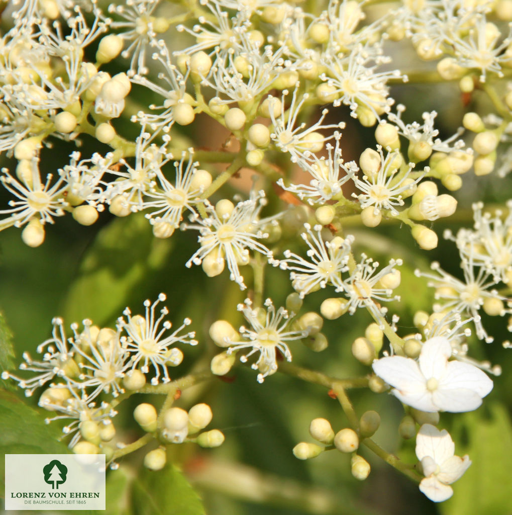 Hydrangea petiolaris