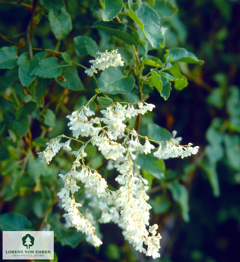 Polygonum aubertii