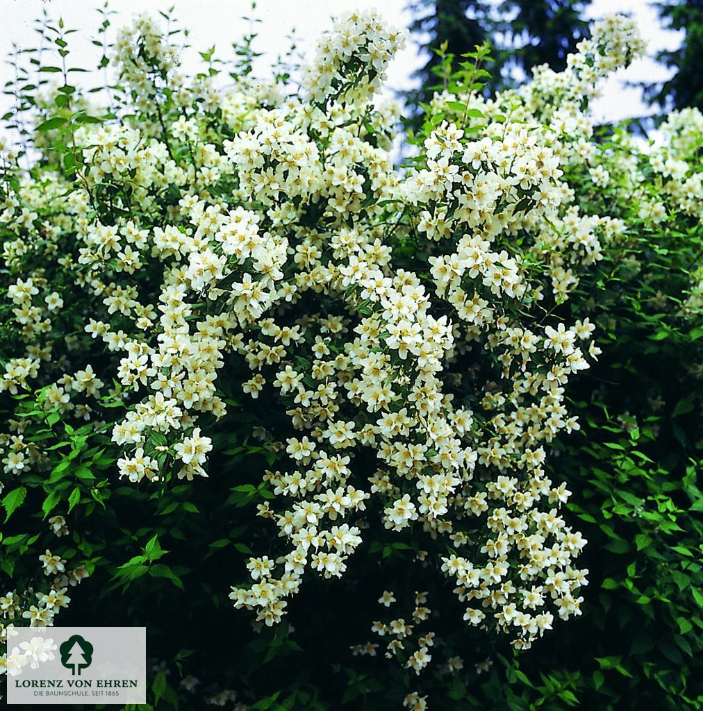 Philadelphus inodorus grandiflorus