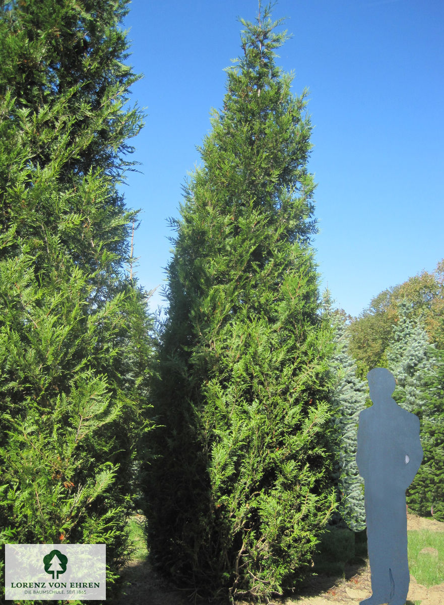 Thuja plicata 'Atrovirens'