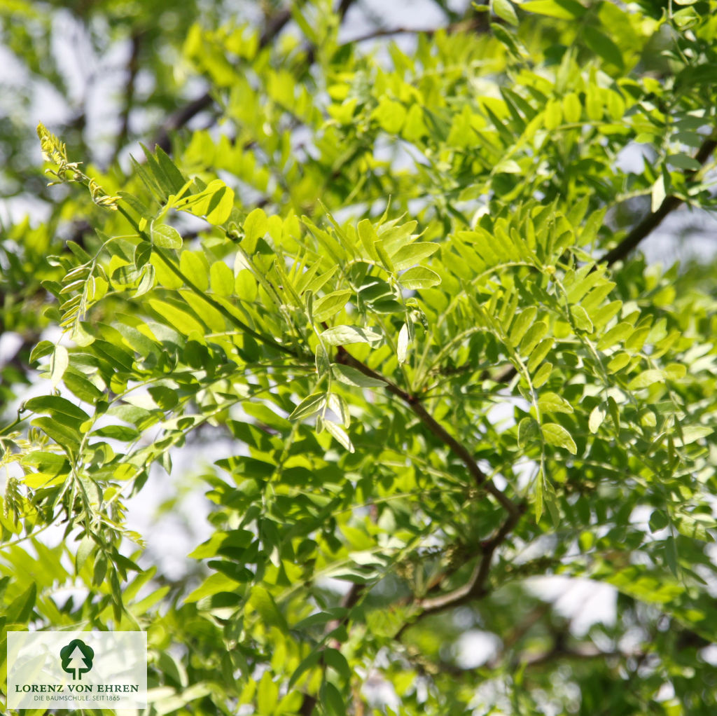 Gleditsia triacanthos 'Skyline'