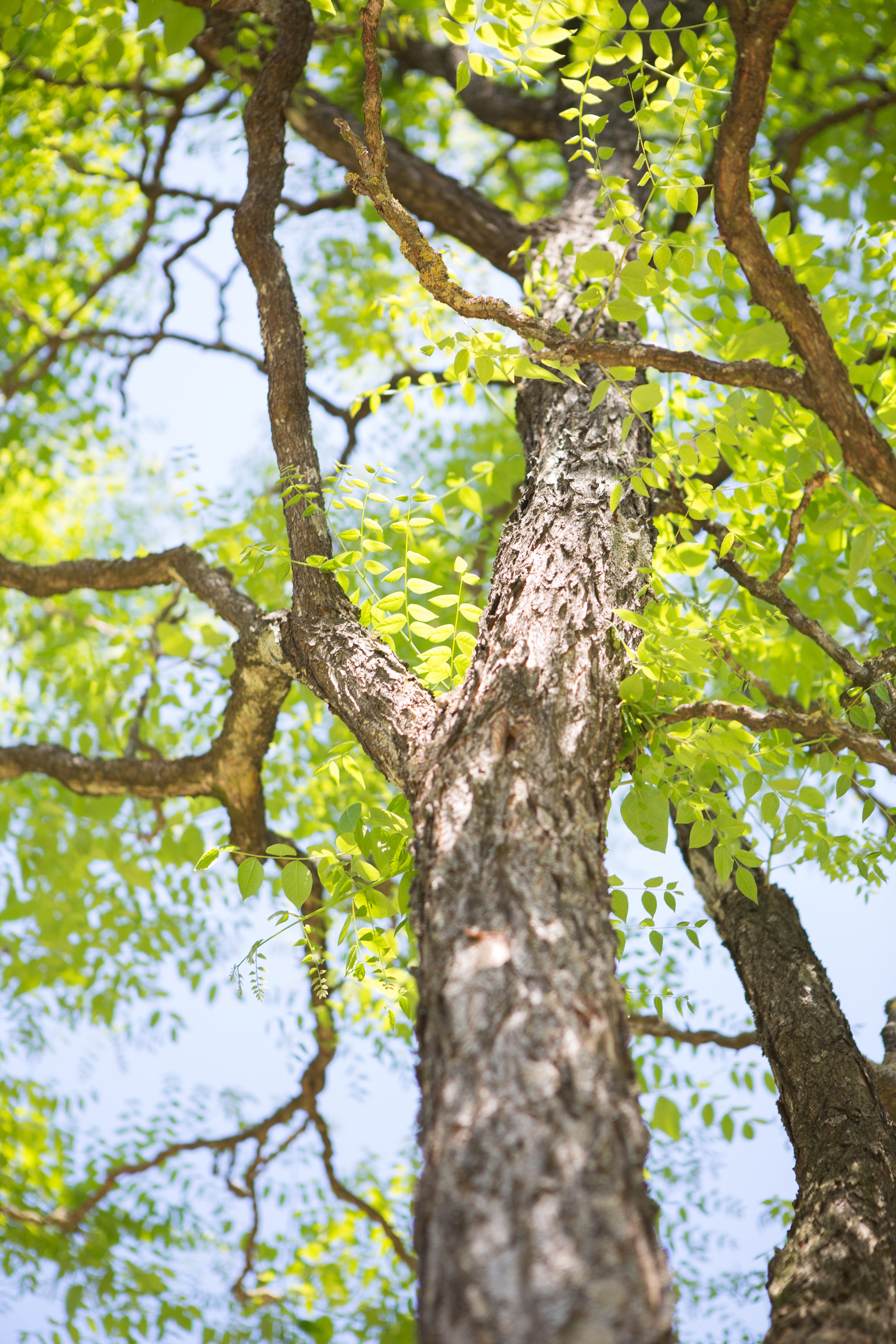 Gymnocladus dioicus Unikat