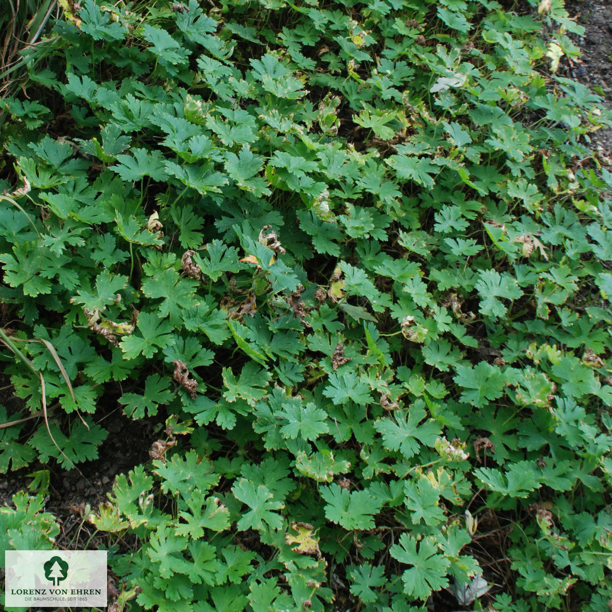 Geranium phaeum 'Album'