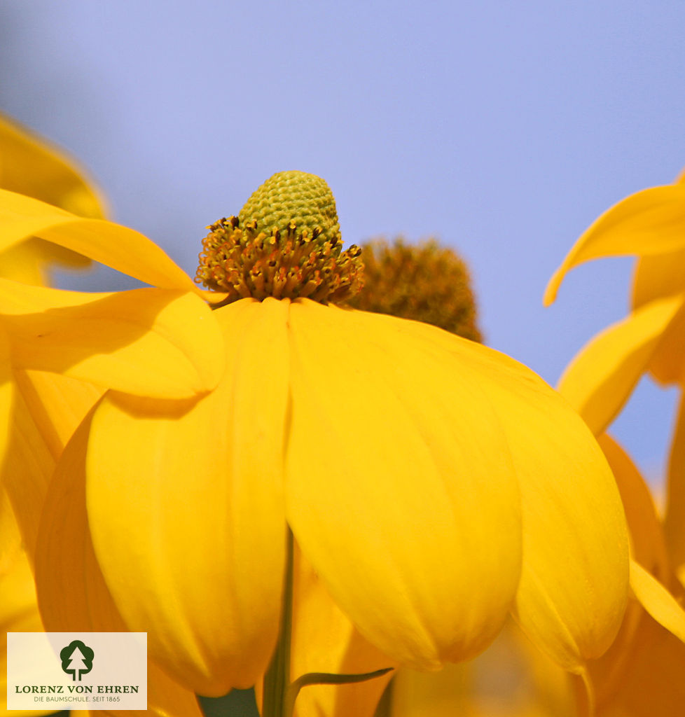 Rudbeckia nitida 'Herbstsonne'