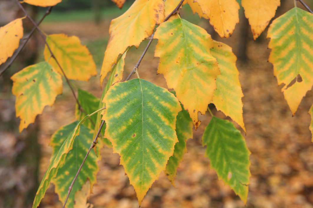 Betula nigra Unikat