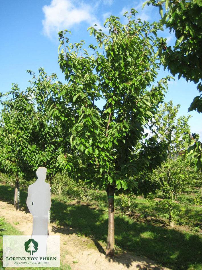 Prunus avium 'Burlat'