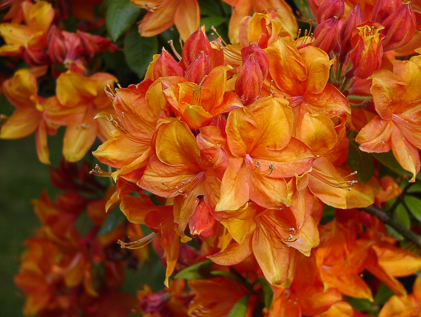 Rhododendron Azalea 'Golden Eagle': Die rot-orangen Blüten dieser Sorte bringen eine lebendige und warme Atmosphäre in Ihren Garten.