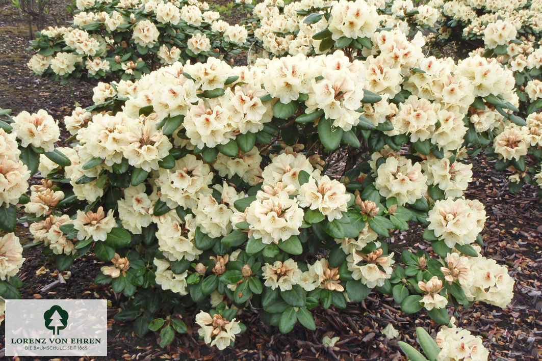 Rhododendron Hybride 'Goldbukett'