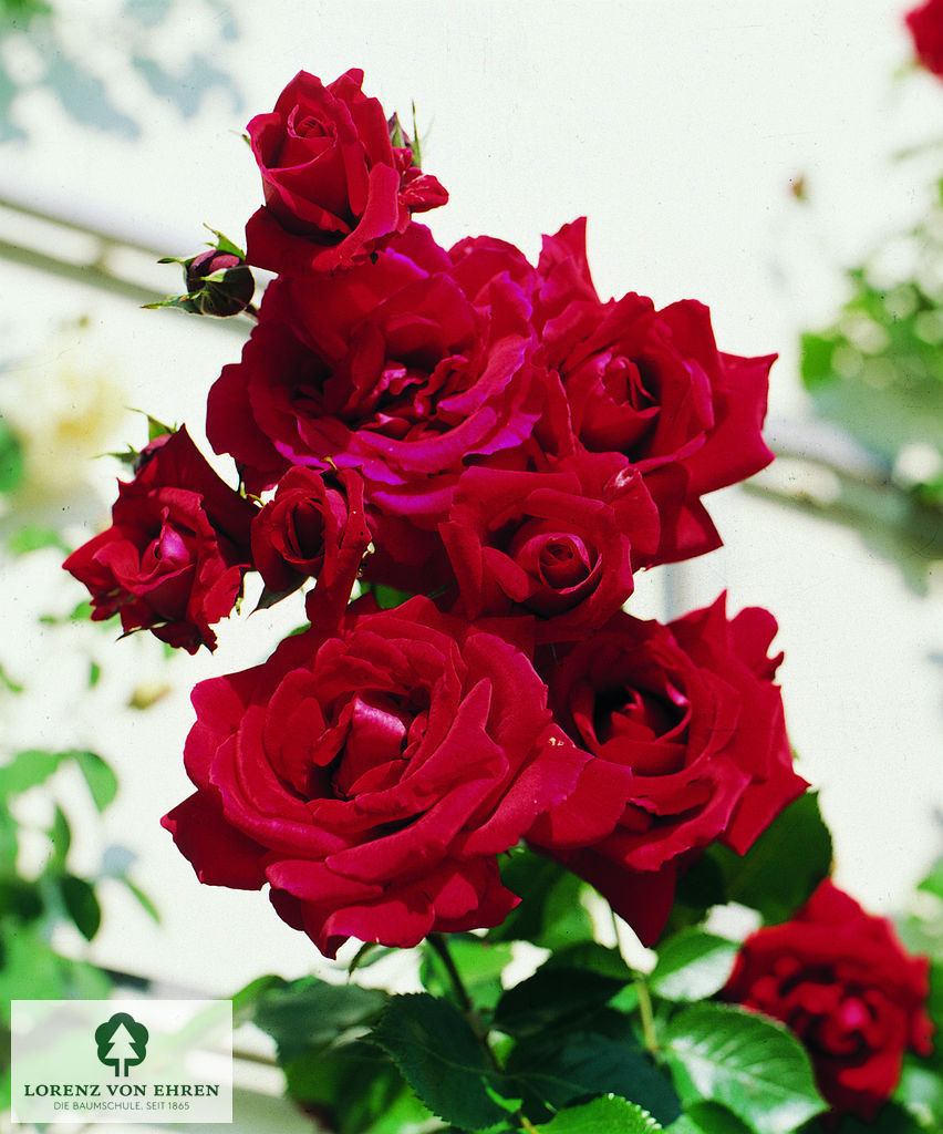 Rosa 'Sympathie'