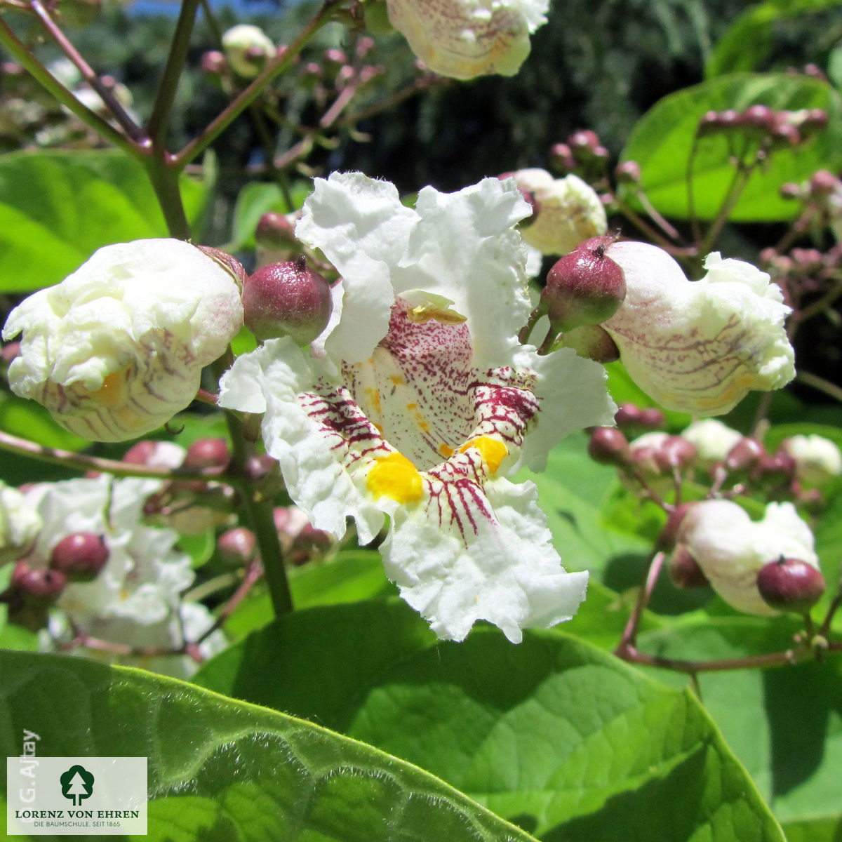 Catalpa bignonioides 'Aurea'