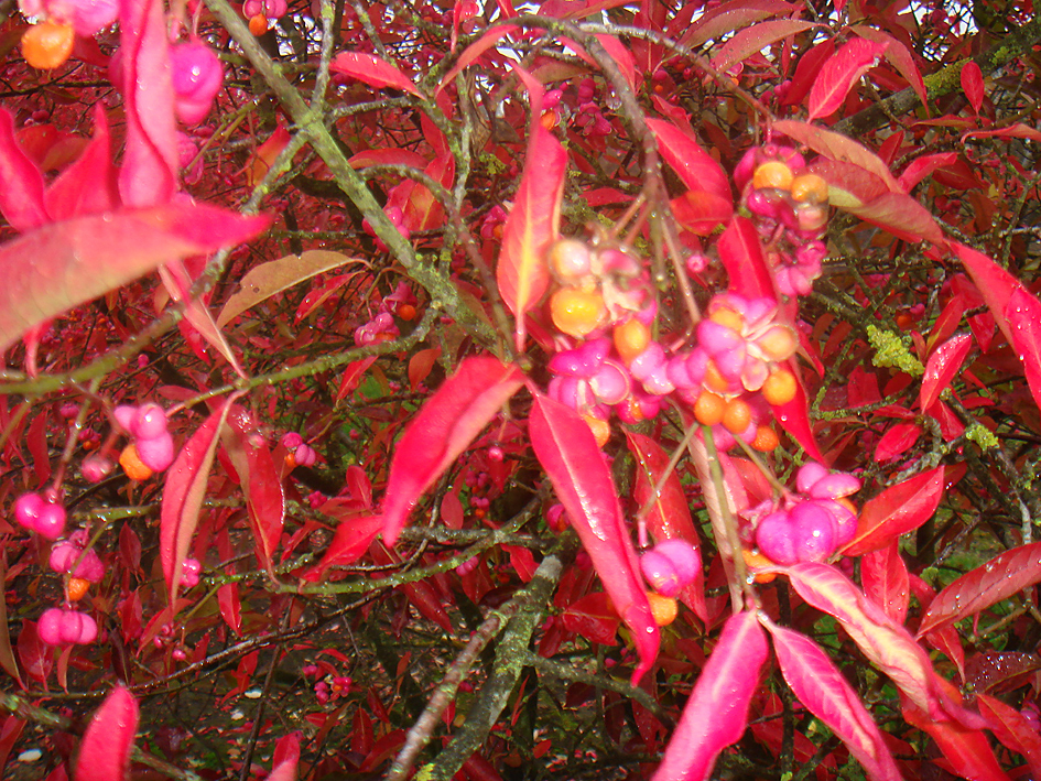 Euonymus yedoensis mit Frucht in pink und Laub im Herbst