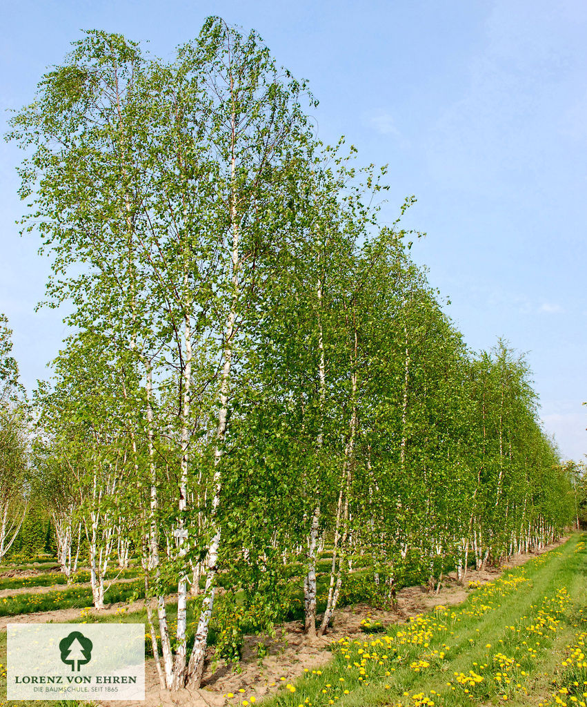 Betula pendula