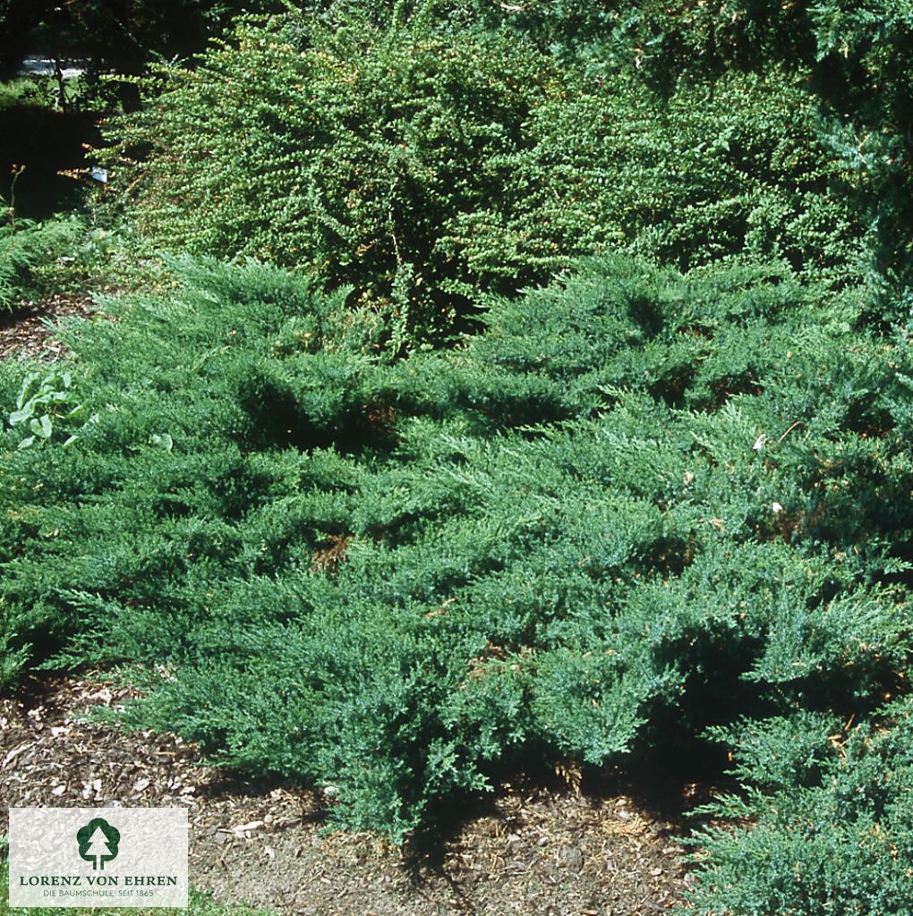 Juniperus horizontalis 'Andorra Compact'