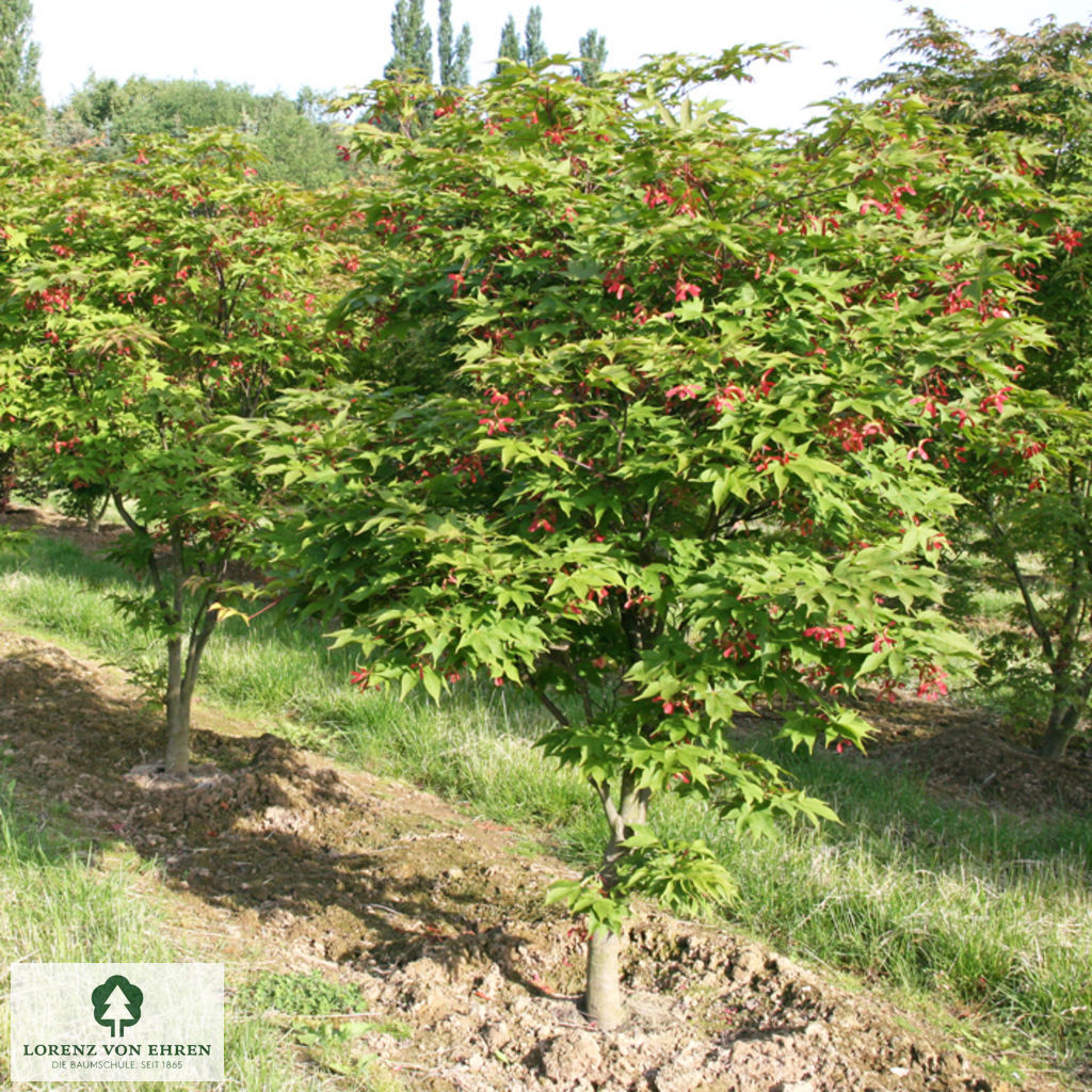 Acer palmatum 'Osakazuki'