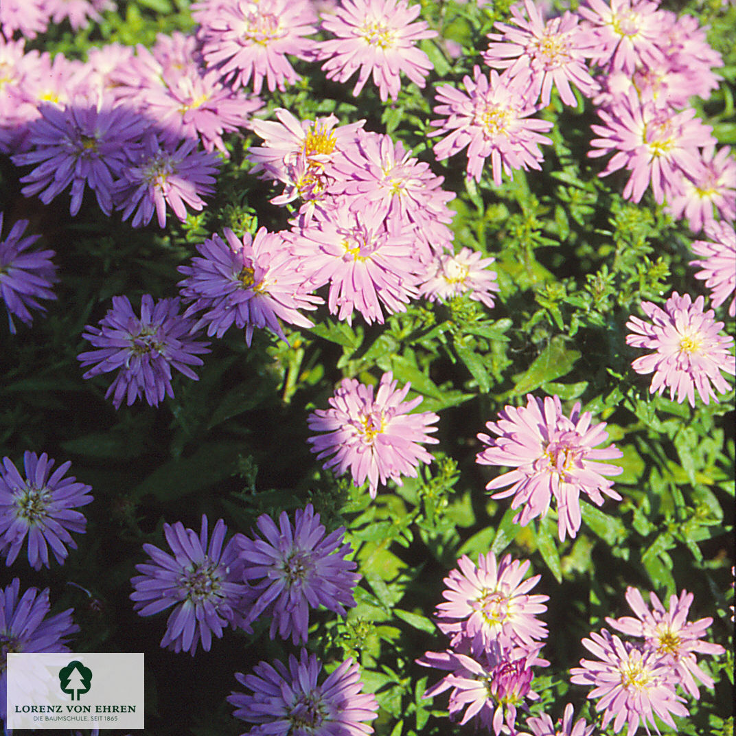 Aster dumosus 'Professor Anton Kippenberg'