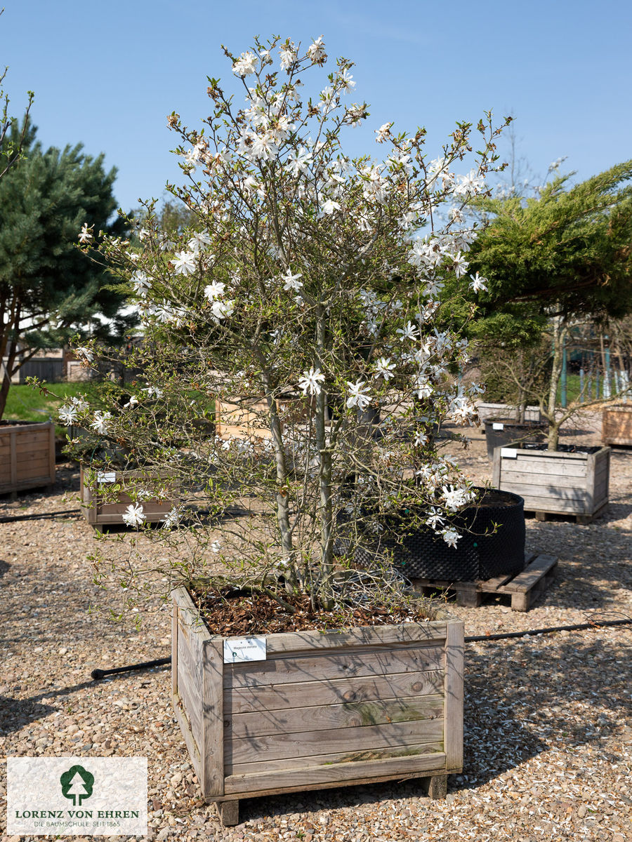 Magnolia stellata 'Royal Star'