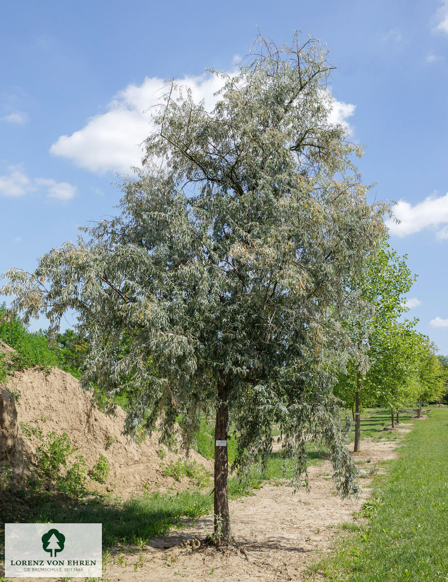 Elaeagnus angustifolia