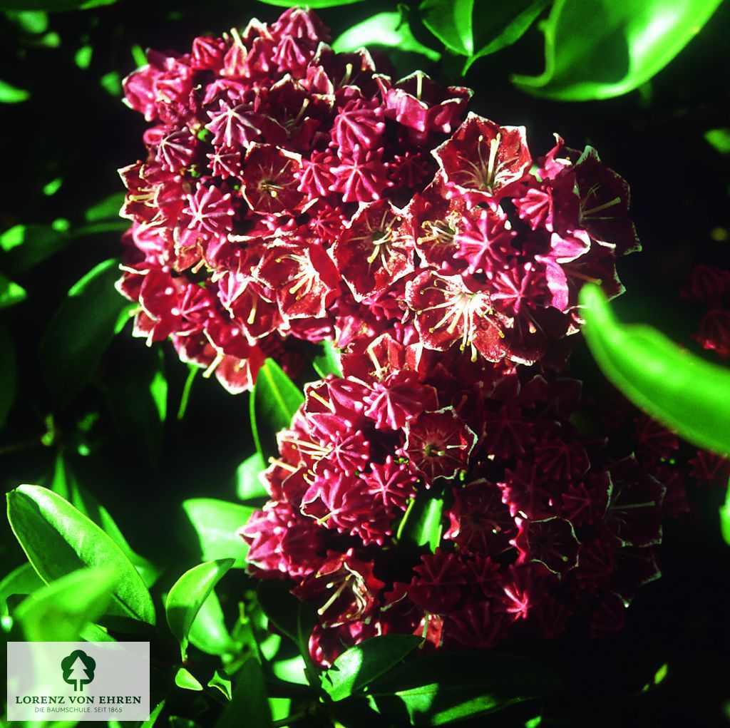 Kalmia latifolia 'Heart's Desire'