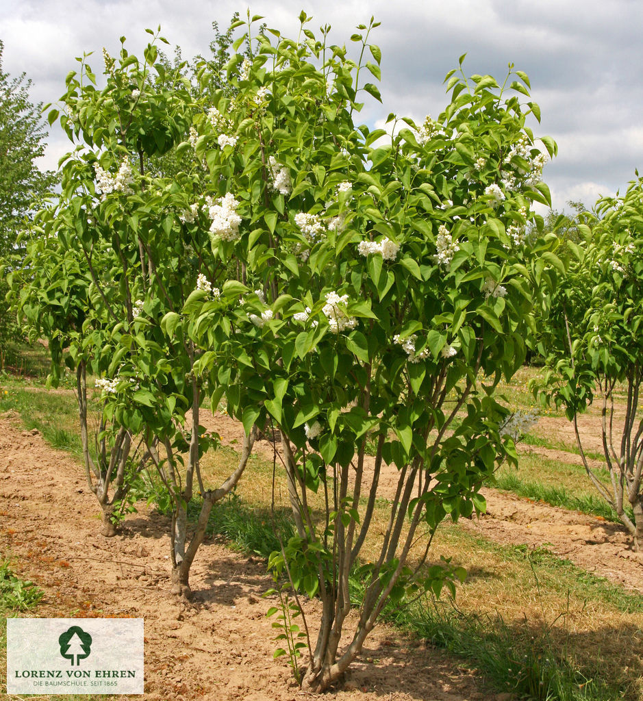 Syringa vulgaris 'Mme Lemoine'