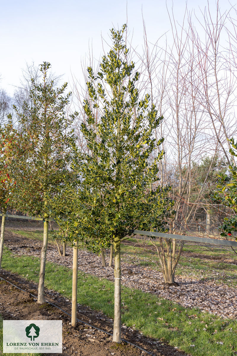 Ilex aquifolium